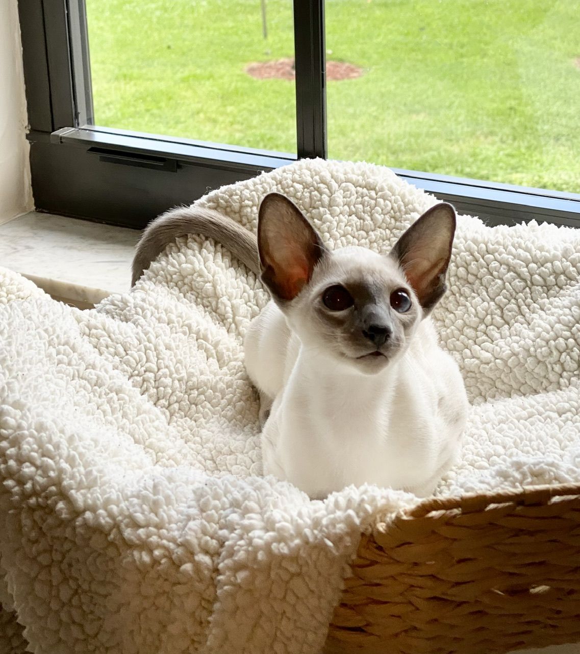 My kitty’s name is Freyja. She is close to 5 months old. I love the toothbrush head it’s small and so easy to use. I am not having any problems brushing her teeth a she keeps trying to carry it away!😂. I am very happy and will purchase a couple more toothbrushes for my other cats!